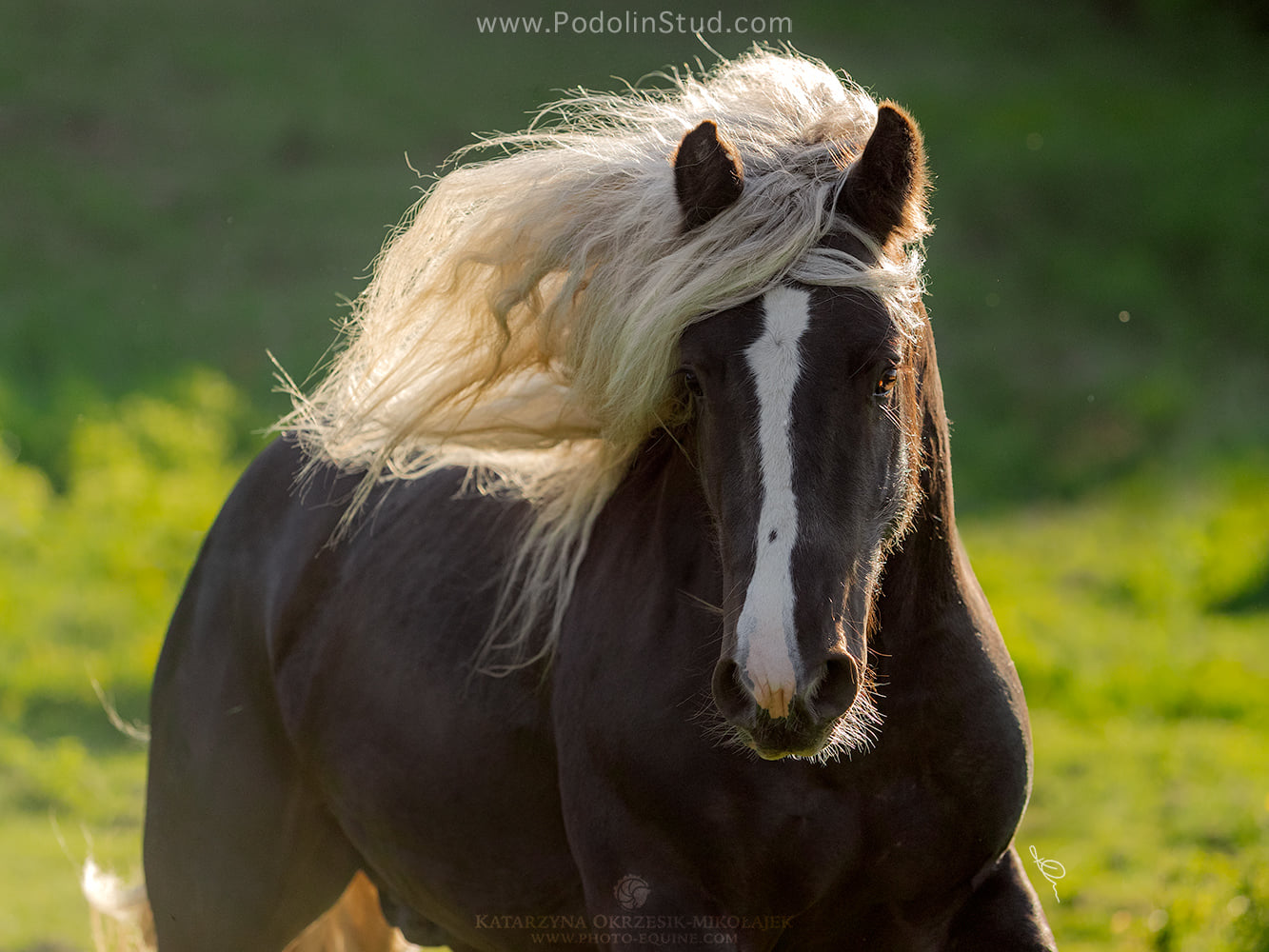 2 years old silver gypsy stallion Jafar Zofe aka Karat